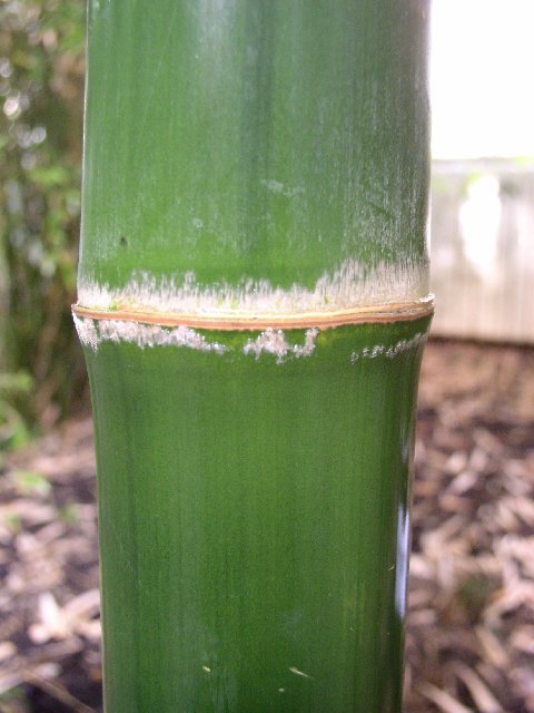 Detail obrázku kam-za-bambusy/Botanicka-Na-slupi-Thamnocalamus-falconeri-02.jpg
