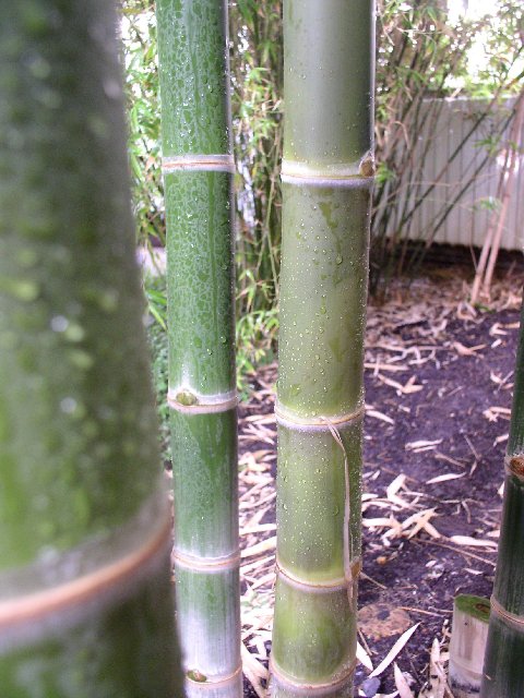 Detail obrázku kam-za-bambusy/Botanicka-Na-slupi-Thamnocalamus-falconeri-03.jpg
