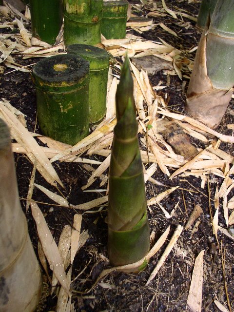 Detail obrázku kam-za-bambusy/Botanicka-Na-slupi-Thamnocalamus-falconeri-06.jpg