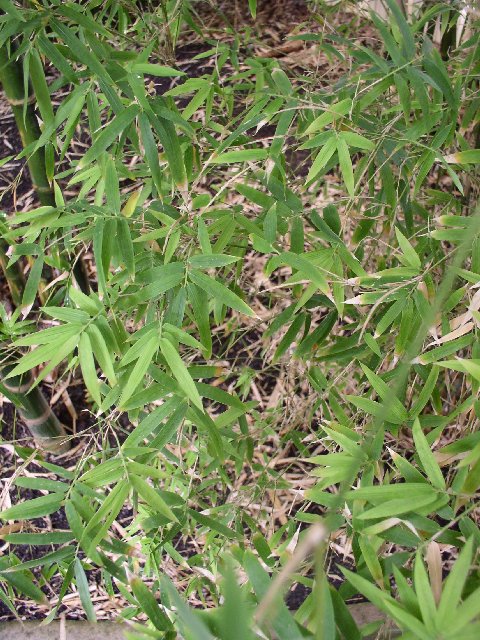 Detail obrázku kam-za-bambusy/Botanicka-Na-slupi-Thamnocalamus-hindsii-01.jpg