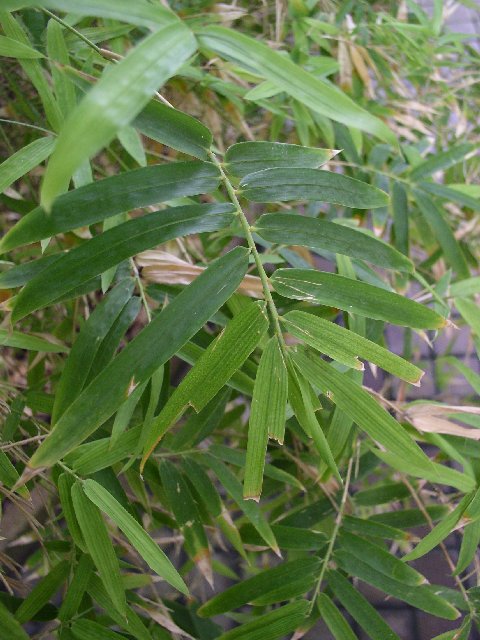 Detail obrázku kam-za-bambusy/Botanicka-Na-slupi-Thamnocalamus-hindsii-02.jpg
