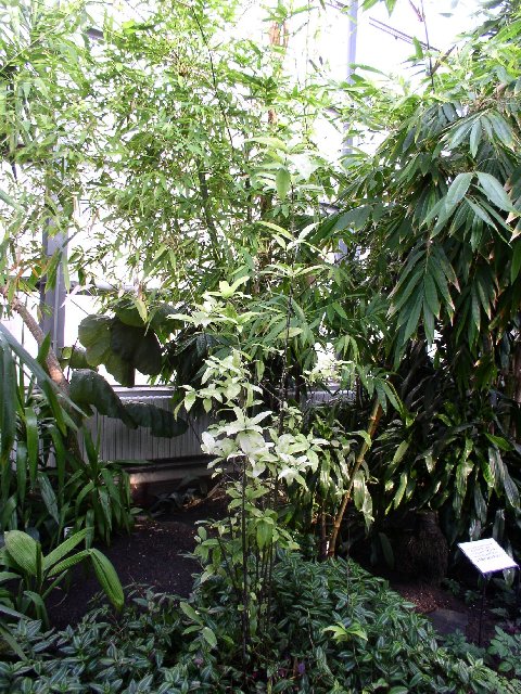 Detail obrázku kam-za-bambusy/Botanicka-Na-slupi-neznamy-druh-01.jpg