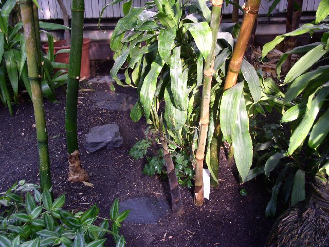 Detail obrázku kam-za-bambusy/Botanicka-Na-slupi-neznamy-druh-03.jpg