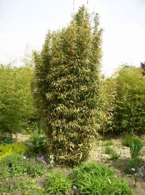 Detail obrázku kam-za-bambusy/Botanicka-zahrada-Troja-06.jpg