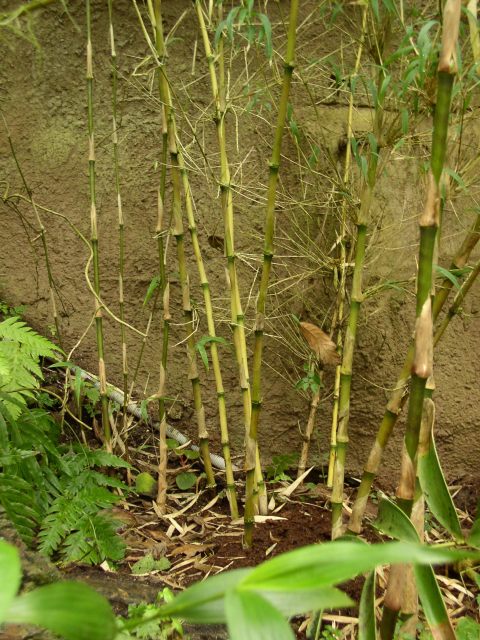 Detail obrázku kam-za-bambusy/Chusquea-asi-01.jpg