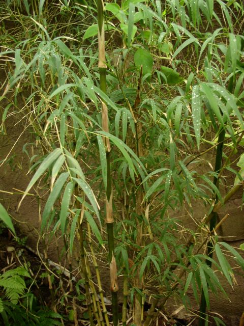 Detail obrázku kam-za-bambusy/Chusquea-asi-02.jpg