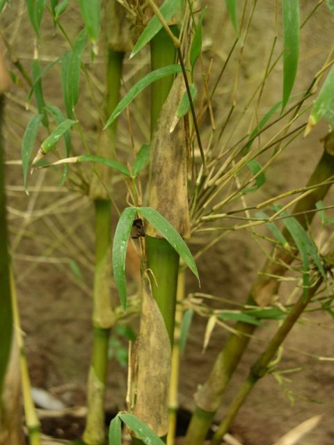 Detail obrázku kam-za-bambusy/Chusquea-asi-04.jpg