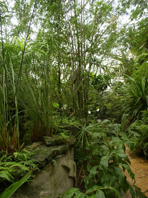 Detail obrázku kam-za-bambusy/Dendrocalamus-hamiltonii-01.jpg