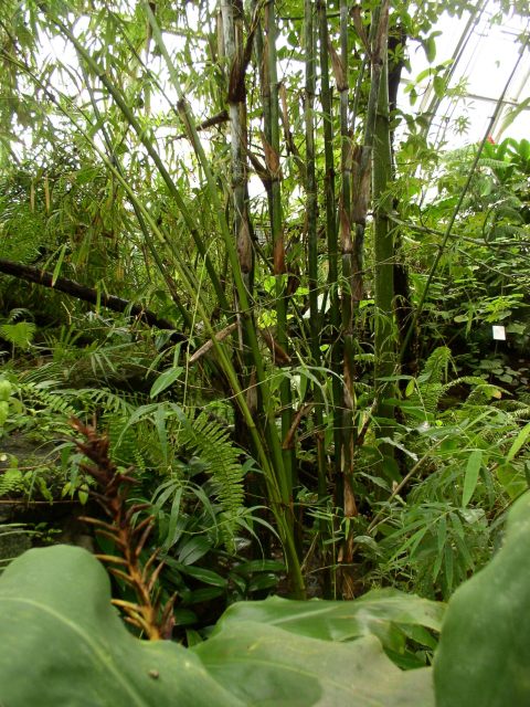 Detail obrázku kam-za-bambusy/Dendrocalamus-hamiltonii-02.jpg