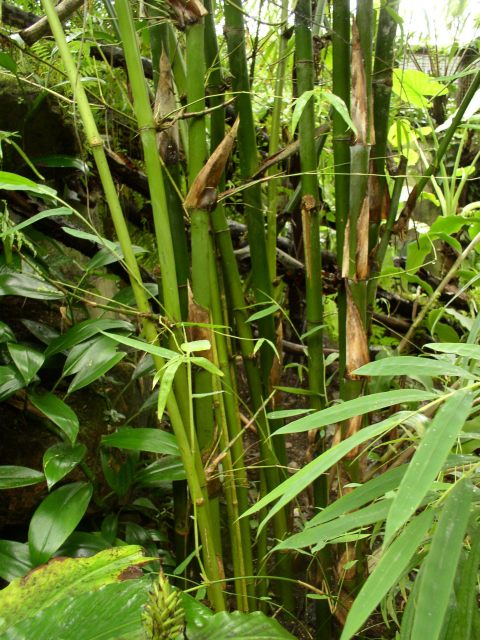 Detail obrázku kam-za-bambusy/Dendrocalamus-hamiltonii-03.jpg