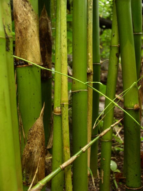Detail obrázku kam-za-bambusy/Dendrocalamus-hamiltonii-04.jpg