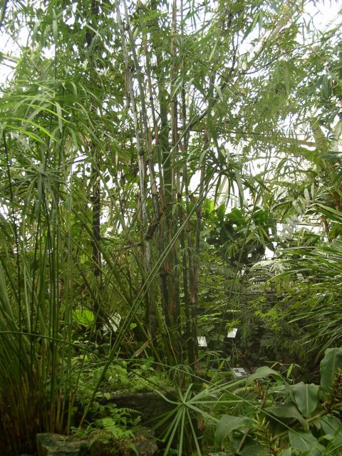 Detail obrázku kam-za-bambusy/Dendrocalamus-hamiltonii-05.jpg