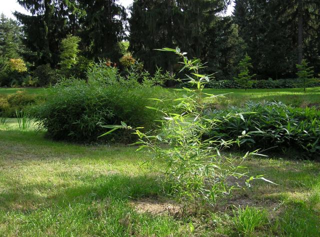 Detail obrázku kam-za-bambusy/Dendrologicka-zahrada-Praha-06.jpg