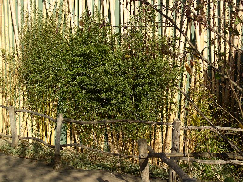 Detail obrázku kam-za-bambusy/ZOO-Praha-12.jpg