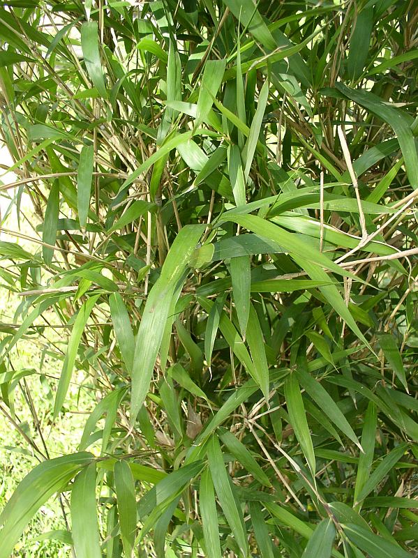 Detail obrázku kam-za-bambusy/ZOO-Praha-24.jpg