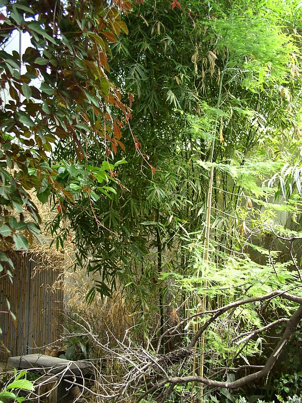Detail obrázku kam-za-bambusy/ZOO-Praha-26.jpg