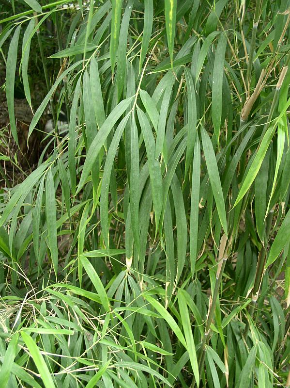 Detail obrázku kam-za-bambusy/ZOO-Praha-29.jpg