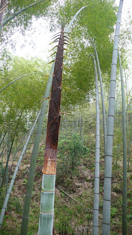 Detail obrázku kam-za-bambusy/bambusove-more-07.jpg
