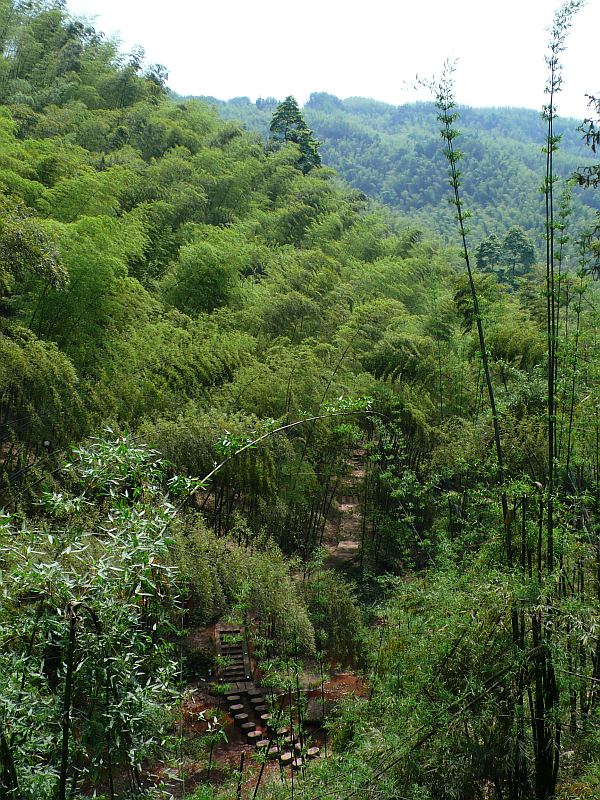 Detail obrázku kam-za-bambusy/bambusove-more-11.jpg