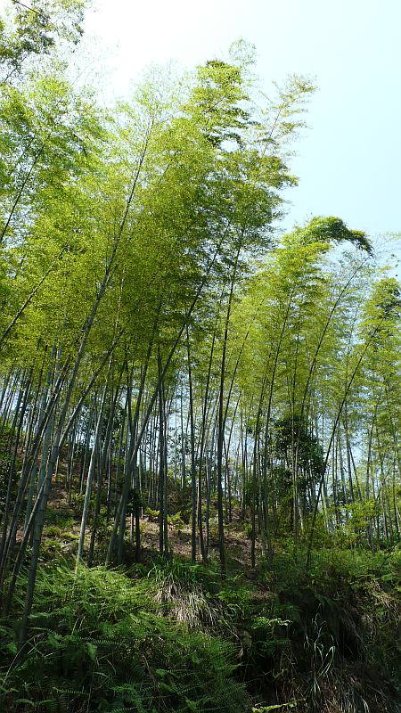 Detail obrázku kam-za-bambusy/bambusove-more-12.jpg