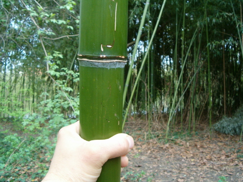http://bambusy.info/img/uploaded/Arboretum-Sarvar-01.JPG