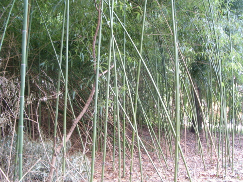 http://bambusy.info/img/uploaded/Arboretum-Sarvar-02.JPG
