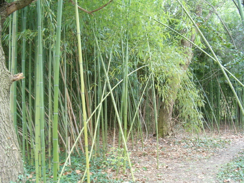 http://bambusy.info/img/uploaded/Arboretum-Sarvar-04.JPG