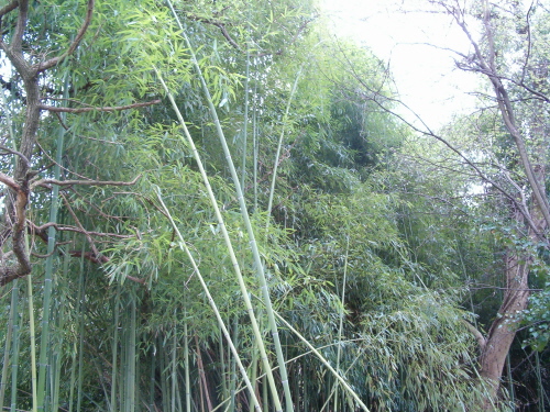 http://bambusy.info/img/uploaded/Arboretum-Sarvar-05.JPG