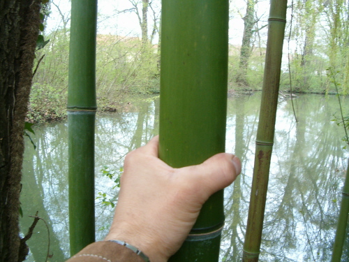 http://bambusy.info/img/uploaded/Arboretum-Sarvar-06.JPG