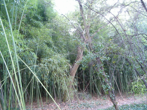http://bambusy.info/img/uploaded/Arboretum-Sarvar-07.JPG