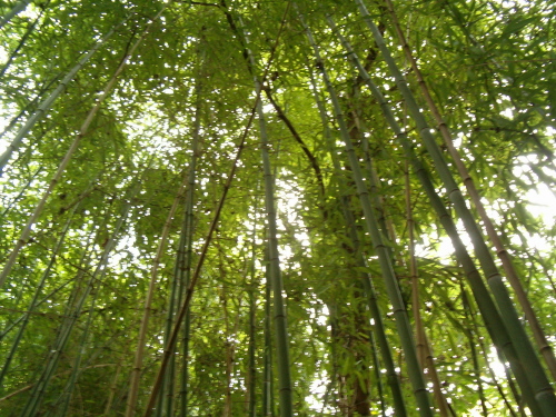 http://bambusy.info/img/uploaded/Arboretum-Sarvar-08.JPG