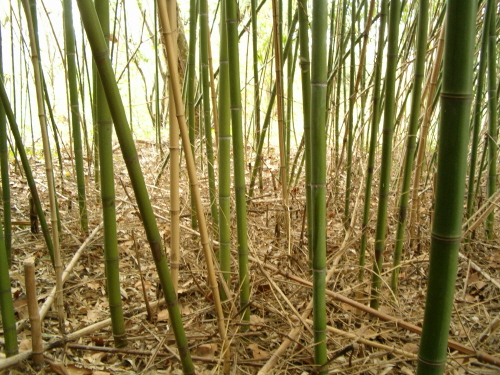 http://bambusy.info/img/uploaded/Arboretum-Sarvar-09.JPG