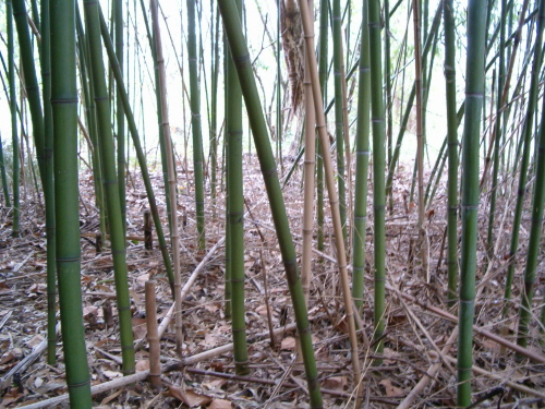 http://bambusy.info/img/uploaded/Arboretum-Sarvar-10.JPG