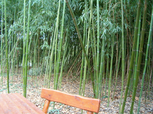http://bambusy.info/img/uploaded/Arboretum-Sarvar-11.JPG