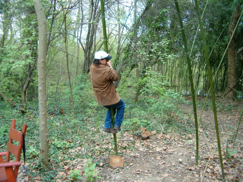 http://bambusy.info/img/uploaded/Arboretum-Sarvar-12.JPG