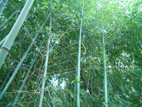 http://bambusy.info/img/uploaded/Arboretum-Sarvar-13.JPG