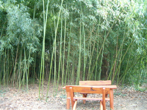 http://bambusy.info/img/uploaded/Arboretum-Sarvar-14.JPG