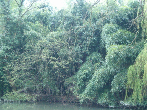 http://bambusy.info/img/uploaded/Arboretum-Sarvar-15.JPG