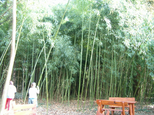 http://bambusy.info/img/uploaded/Arboretum-Sarvar-18.JPG