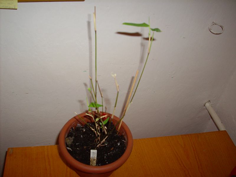 http://bambusy.info/img/uploaded/Chimonobambusa-yunnanensis-jarome-01.jpg