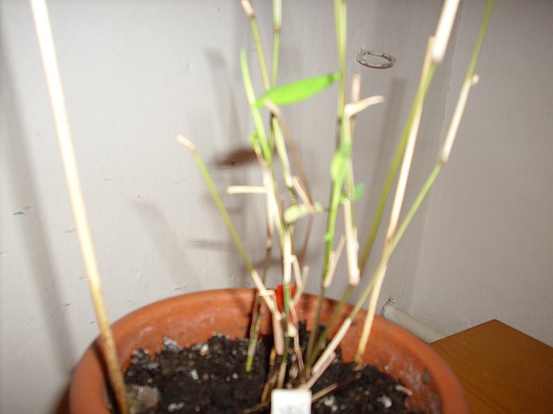 http://bambusy.info/img/uploaded/Chimonobambusa-yunnanensis-jarome-02.jpg