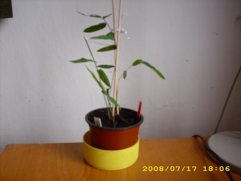 http://bambusy.info/img/uploaded/Chimonobambusa-yunnanensis-semenac-jarome.jpg