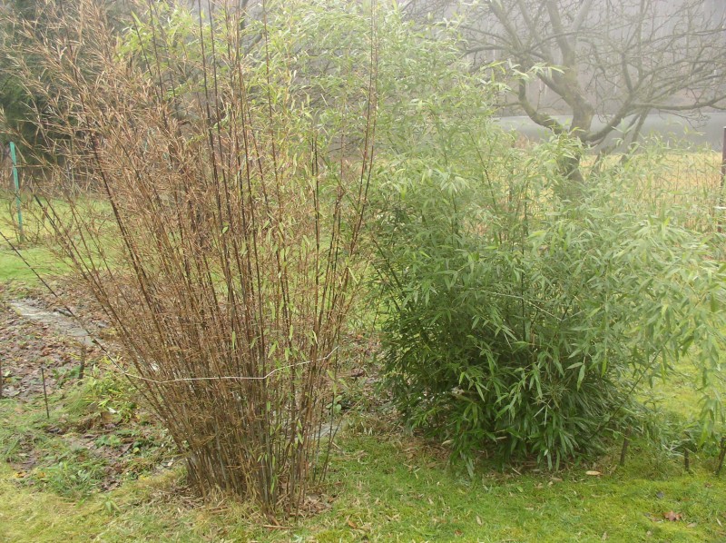 http://bambusy.info/img/uploaded/Fargesia-nitida-a-Phyllostachys-bissetii-unor-2007-01.jpg