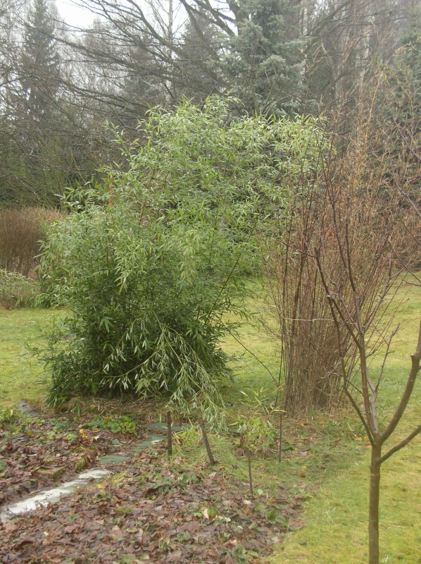 http://bambusy.info/img/uploaded/Fargesia-nitida-a-Phyllostachys-bissetii-unor-2007-02.jpg