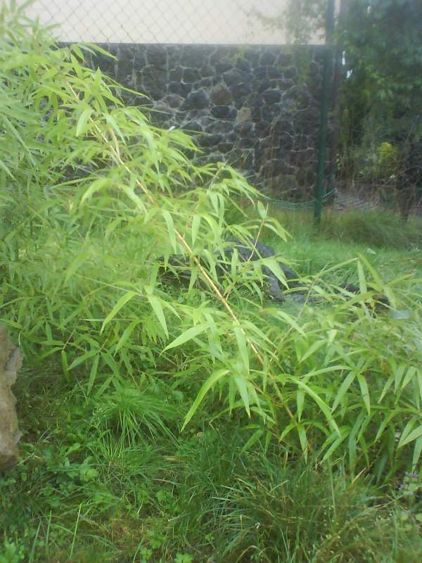 http://bambusy.info/img/uploaded/Milos-bambusy-2008-phyllostachys-vivax-aureocaulis-03.jpg