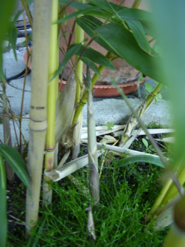 http://bambusy.info/img/uploaded/Phyllostachys-aureosulcata-Harbin-inversa-zaschly-vyhon-pospa-01.JPG