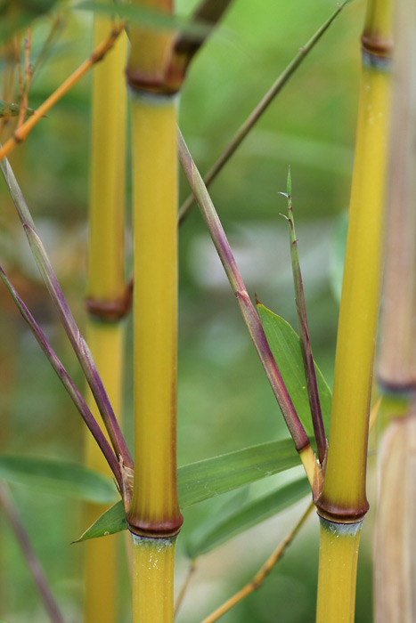 http://bambusy.info/img/uploaded/Phyllostachys-aureosulcata-aureocaulis-Pelhrimov-cerven-2006-01.jpg