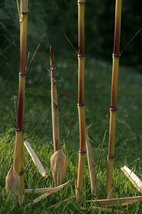 http://bambusy.info/img/uploaded/Phyllostachys-aureosulcata-aureocaulis-Pelhrimov-cerven-2006-06.jpg