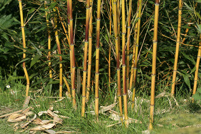 http://bambusy.info/img/uploaded/Phyllostachys-aureosulcata-aureocaulis-Pelhrimov-cerven-2006-08.jpg