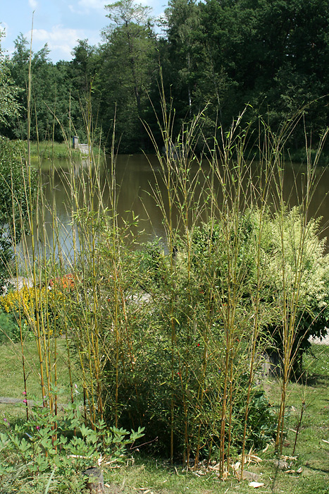 http://bambusy.info/img/uploaded/Phyllostachys-aureosulcata-aureocaulis-Pelhrimov-cerven-2006-09.jpg